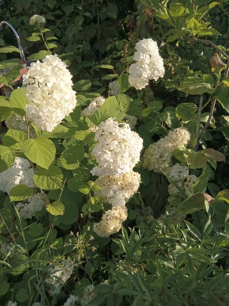  - 02 Azalee-rhododendroni-heleborusi-hortensii-hoste 2022