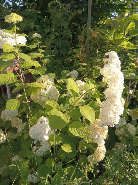  - 02 Azalee-rhododendroni-heleborusi-hortensii-hoste 2022