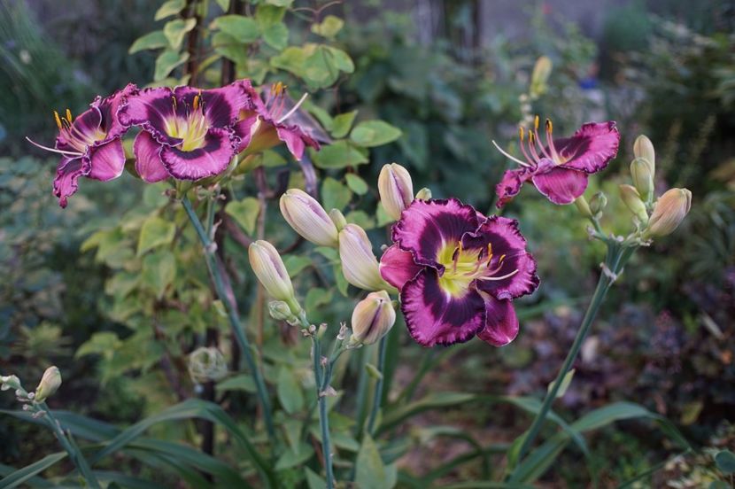  - Hemerocallis 2020- 2021- 2022