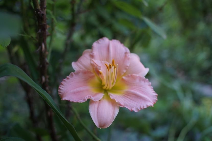  - Hemerocallis 2020- 2021- 2022