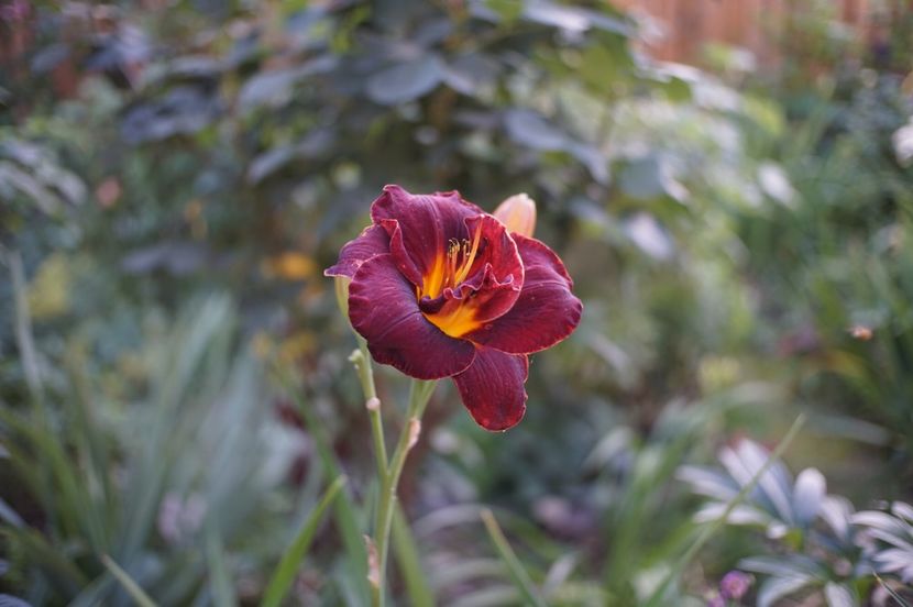  - Hemerocallis 2020- 2021- 2022