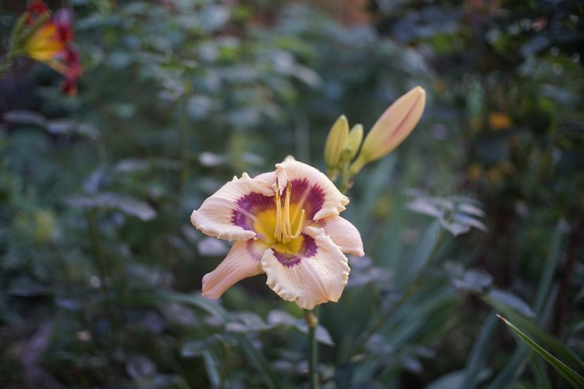 Applauze - Hemerocallis 2020- 2021- 2022