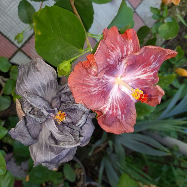 29.06.2022 - HIBISCUSI 2022-2