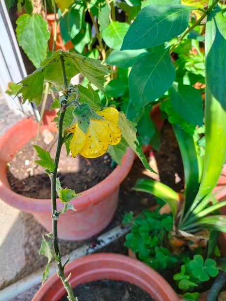 IMG20220629101500 - Iunie 2022 2