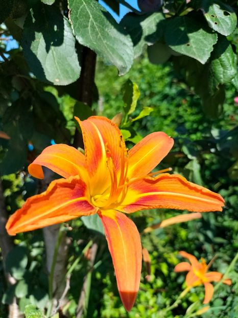 IMG20220629101340 - Iunie 2022 2