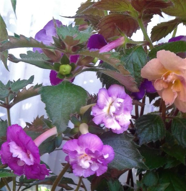  - 0000 ACHIMENES