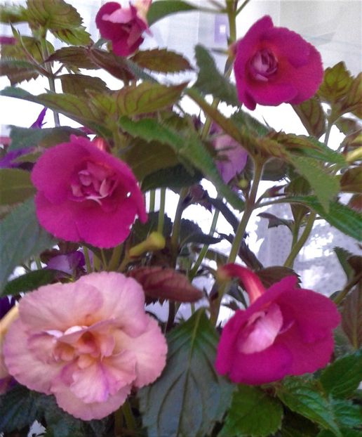  - 0000 ACHIMENES