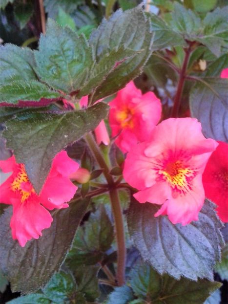  - 0000 ACHIMENES