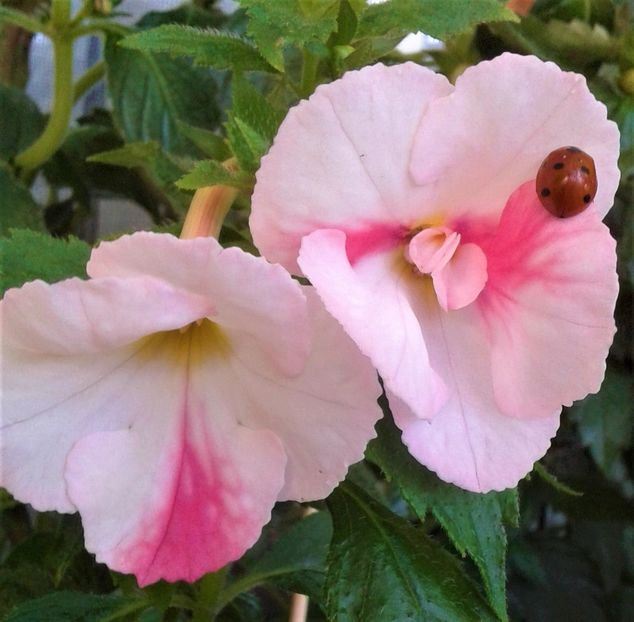 20220629_092906-2 - 0000 ACHIMENES