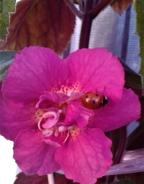 20220629_093011-5 - 0000 ACHIMENES