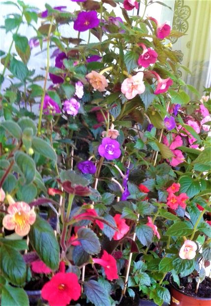  - 0000 ACHIMENES