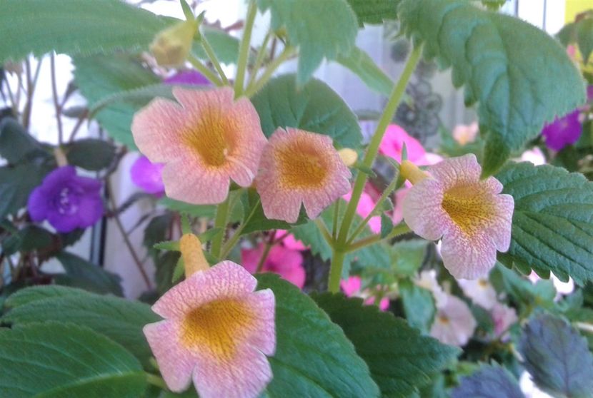  - 0000 ACHIMENES