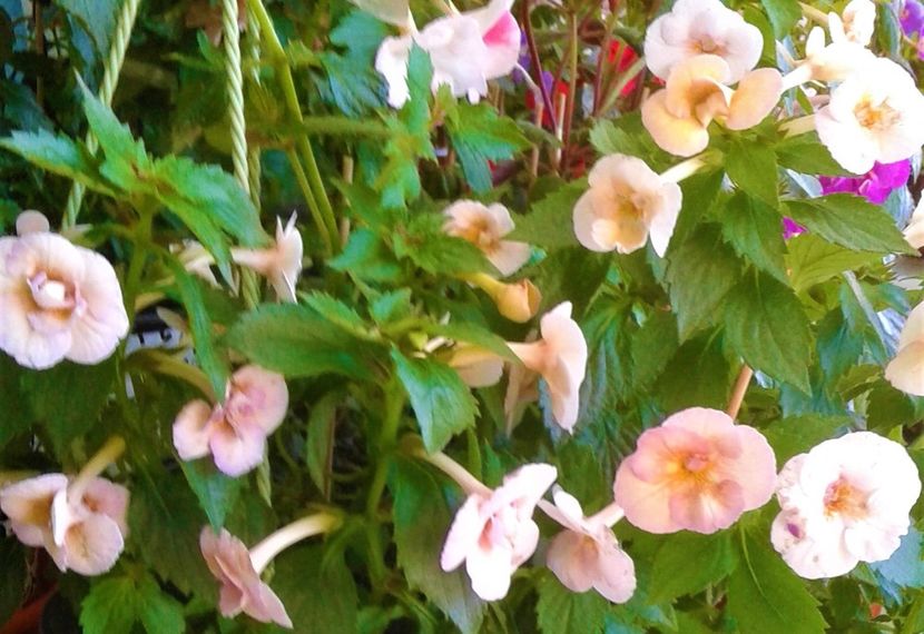  - 0000 ACHIMENES