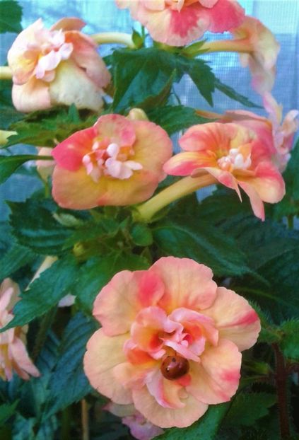  - 0000 ACHIMENES