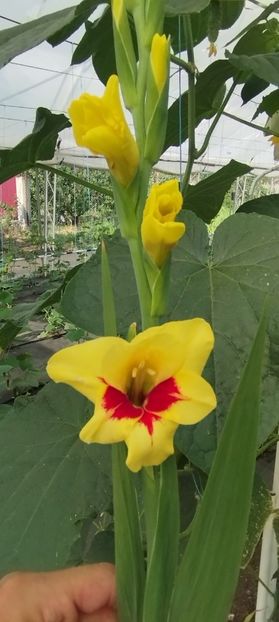  - Gladiole 2022