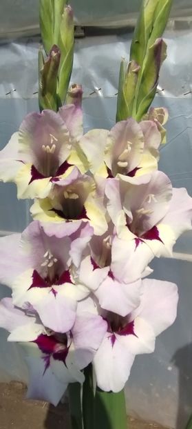  - Gladiole 2022
