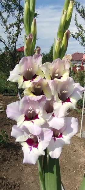  - Gladiole 2022