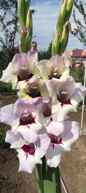  - Gladiole 2022