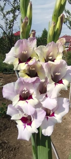  - Gladiole 2022