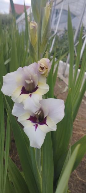  - Gladiole 2022