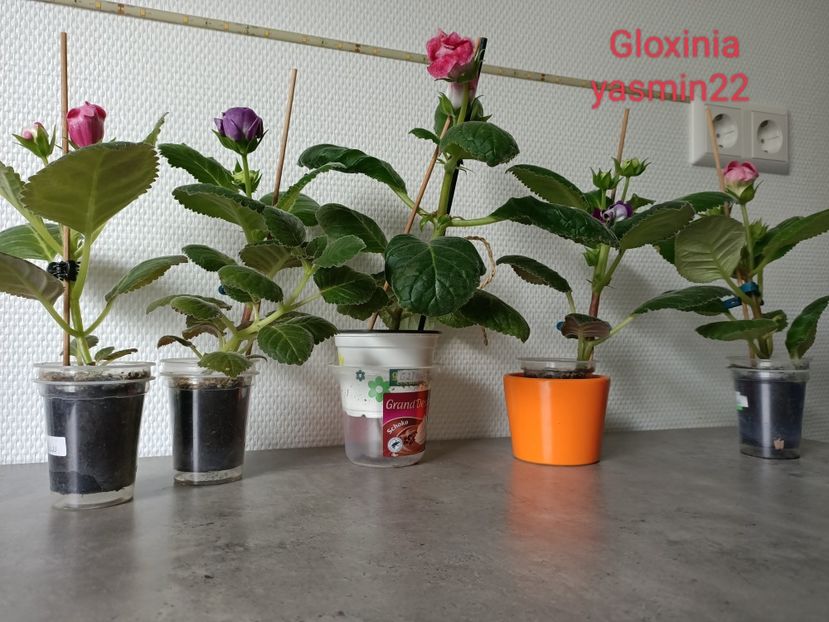 29.06.2022 - -Gloxinia din frunze