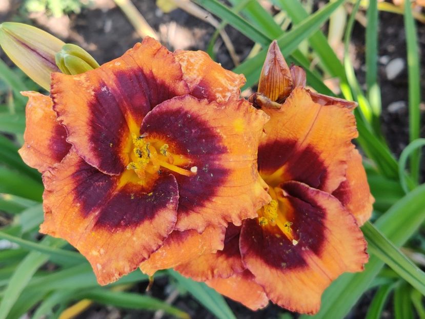 Madeline nettles eyes - Hemerocallis