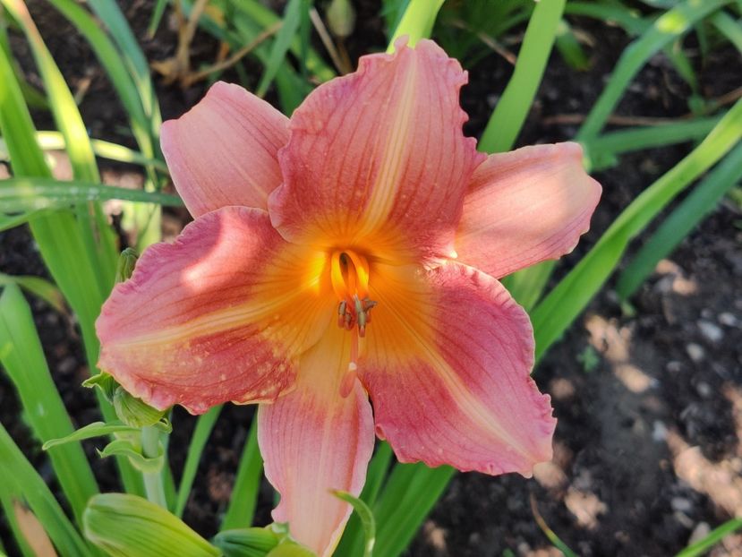 Christmas candles - Hemerocallis