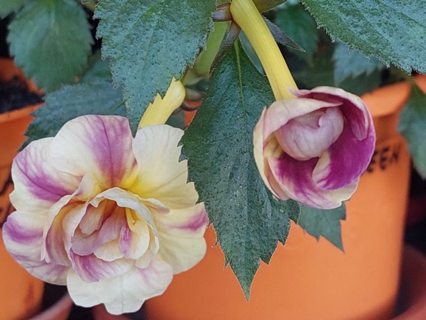  - RFs TROPICANA 2