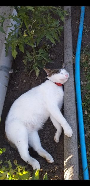  - Pisicuta Pufita
