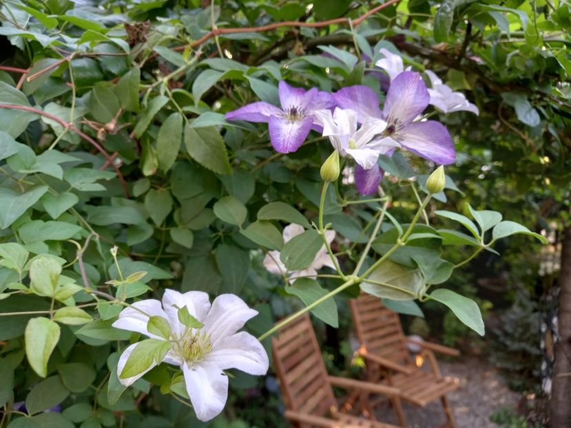 Clematis "Venosa Violacea" și "Huldine" - Grădina 2022 continuare 2