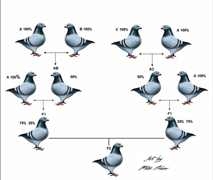  - AMERICAN GIANT HOMER