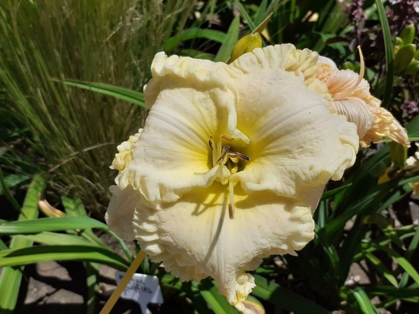  - Alpine Ruffles