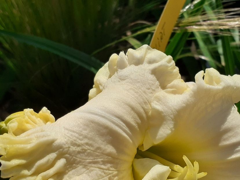 - Alpine Ruffles