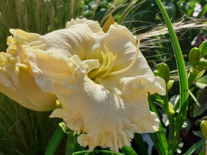  - Alpine Ruffles
