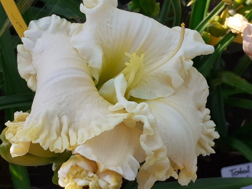  - Alpine Ruffles