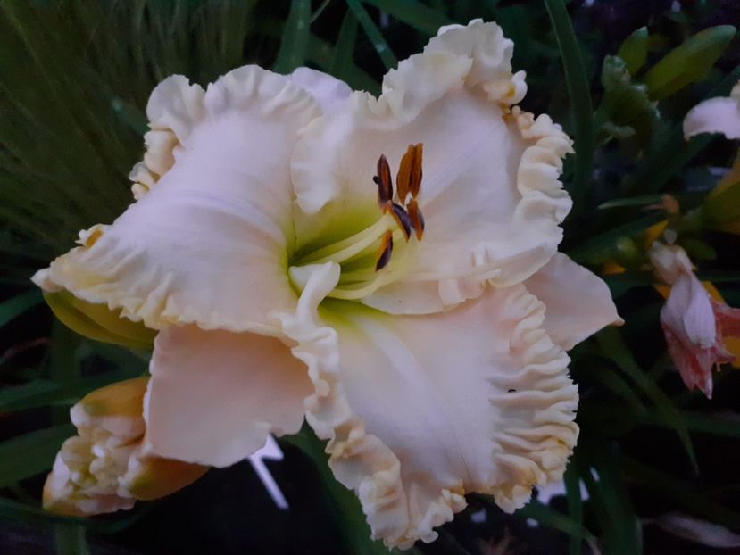  - Alpine Ruffles