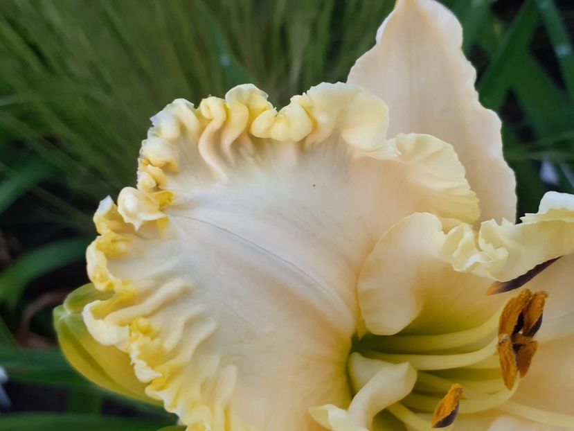  - Alpine Ruffles