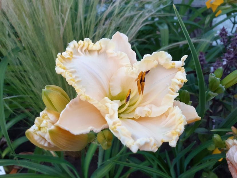  - Alpine Ruffles