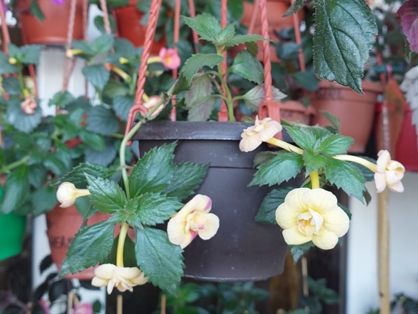  - RFs TROPICANA 2