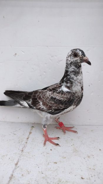 vandut 45buc - De vânzare voiajori pui 2022