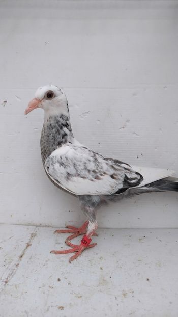 vandut 122buc - De vânzare voiajori pui 2022