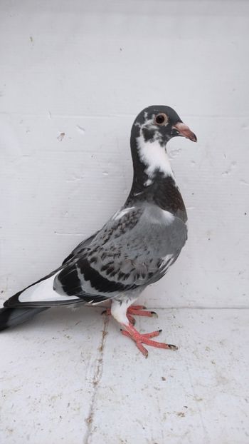 vandut - De vânzare voiajori pui 2022