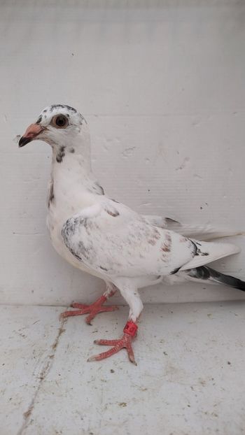 vandut - De vânzare voiajori pui 2022