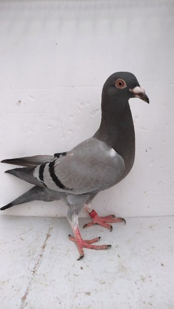 vandut 30buc - De vânzare voiajori pui 2022