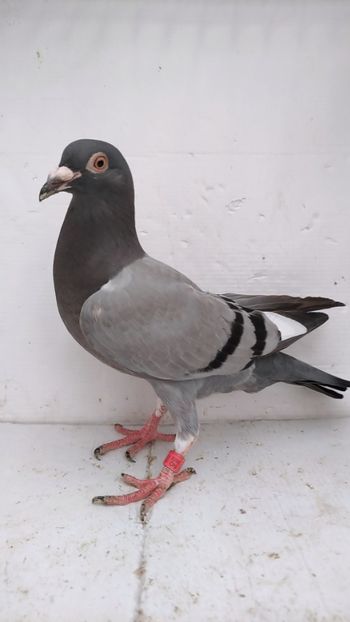 vandut - De vânzare voiajori pui 2022