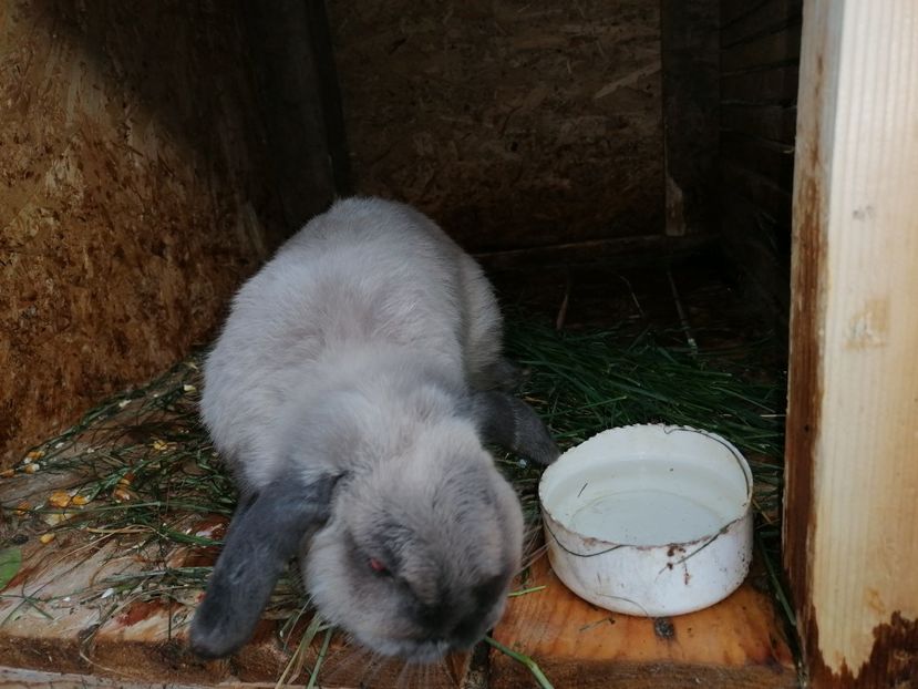  - Vând iepuri berbec pitic