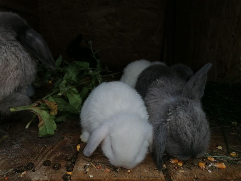  - Vând iepuri berbec pitic