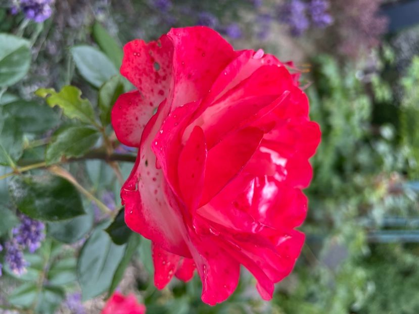 9FEA4A9B-28CA-43C9-94F6-0C01E850D86F - TRANDAFIRI