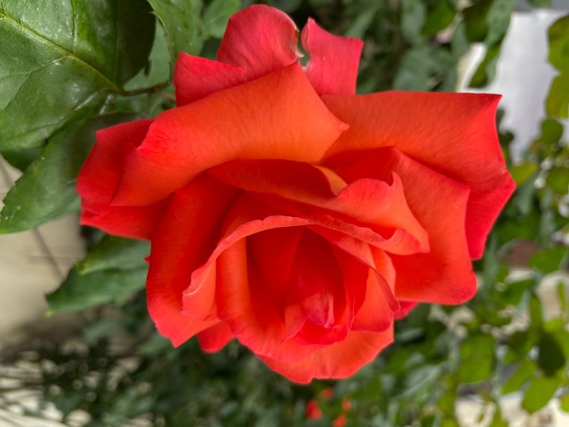 69B0CBB9-5FF0-40F8-AD61-C60D4F208914 - TRANDAFIRI