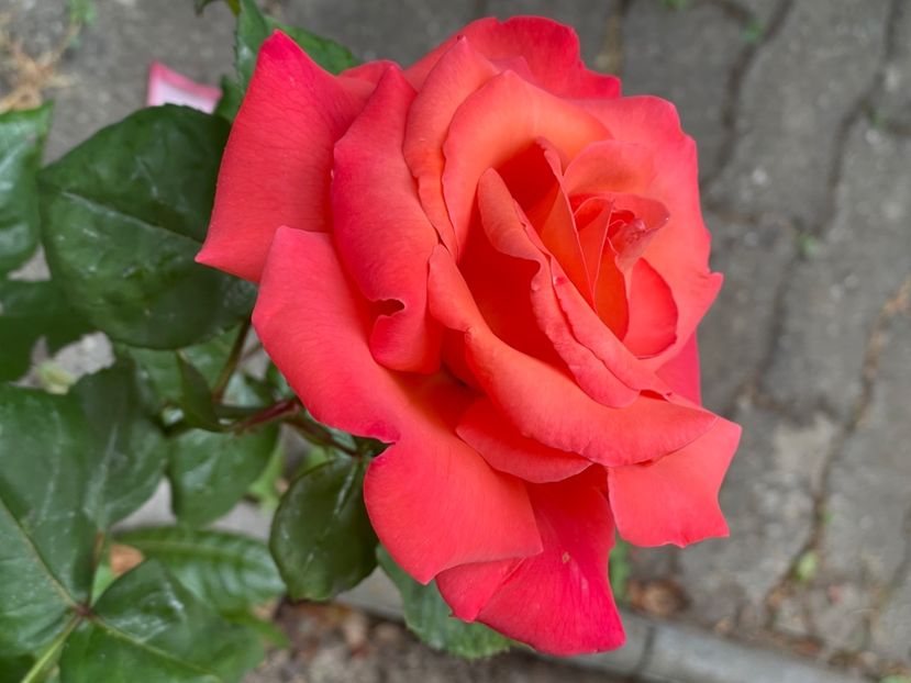 F0735B5F-47B3-493C-9171-AA4D507722F5 - TRANDAFIRI